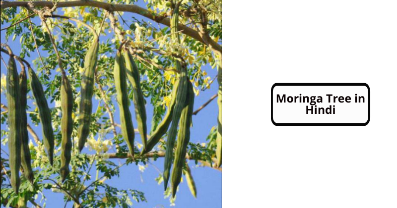 Moringa Tree in Hindi (Moringa Tree Benefits and Side effects in Hindi)