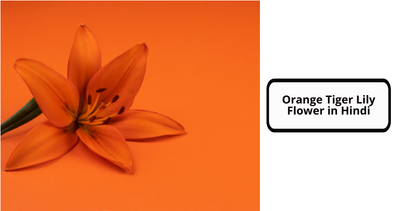 Orange Tiger Lily Flower