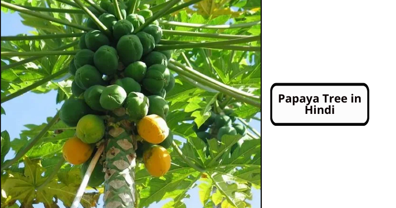 Papaya Tree in Hindi (Papaya Tree Benefits and Side effects in Hindi)