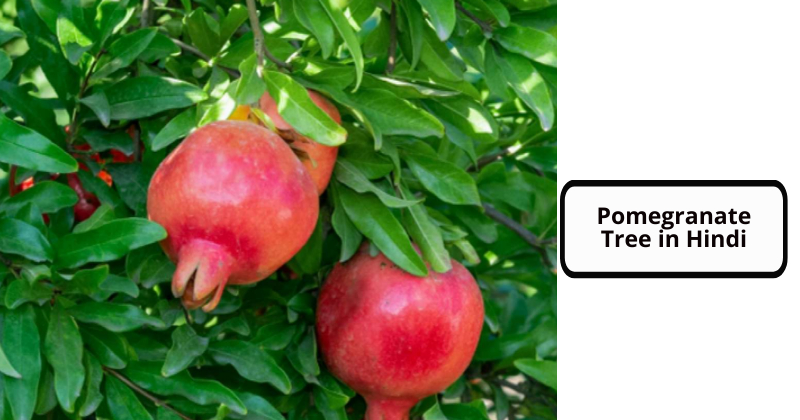 Pomegranate Tree in Hindi