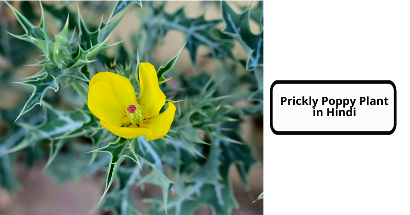 Prickly Poppy Plant in Hindi