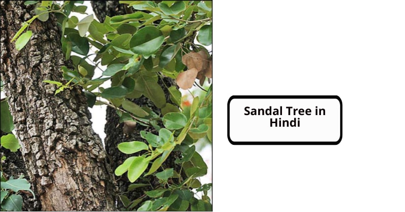 Sandal Tree in Hindi