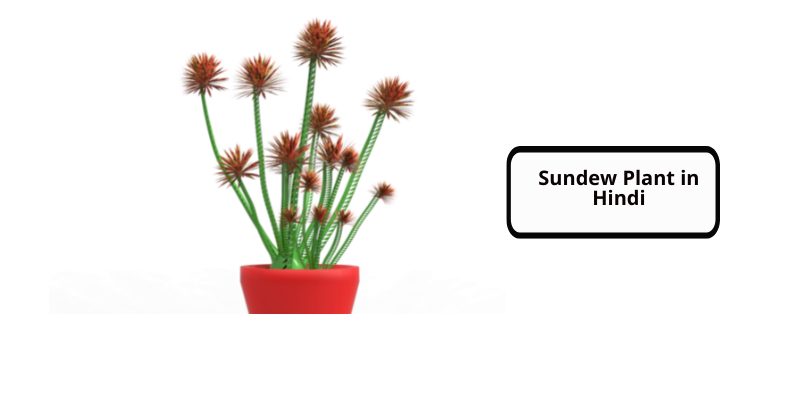 Sundew Plant in Hindi
