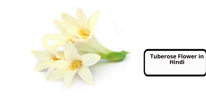 Tuberose Flower in Hindi